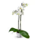 Phalaenopsis různých barev v keramickém obalu